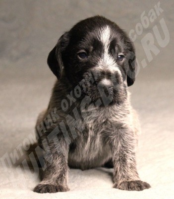 Щенок дратхаар